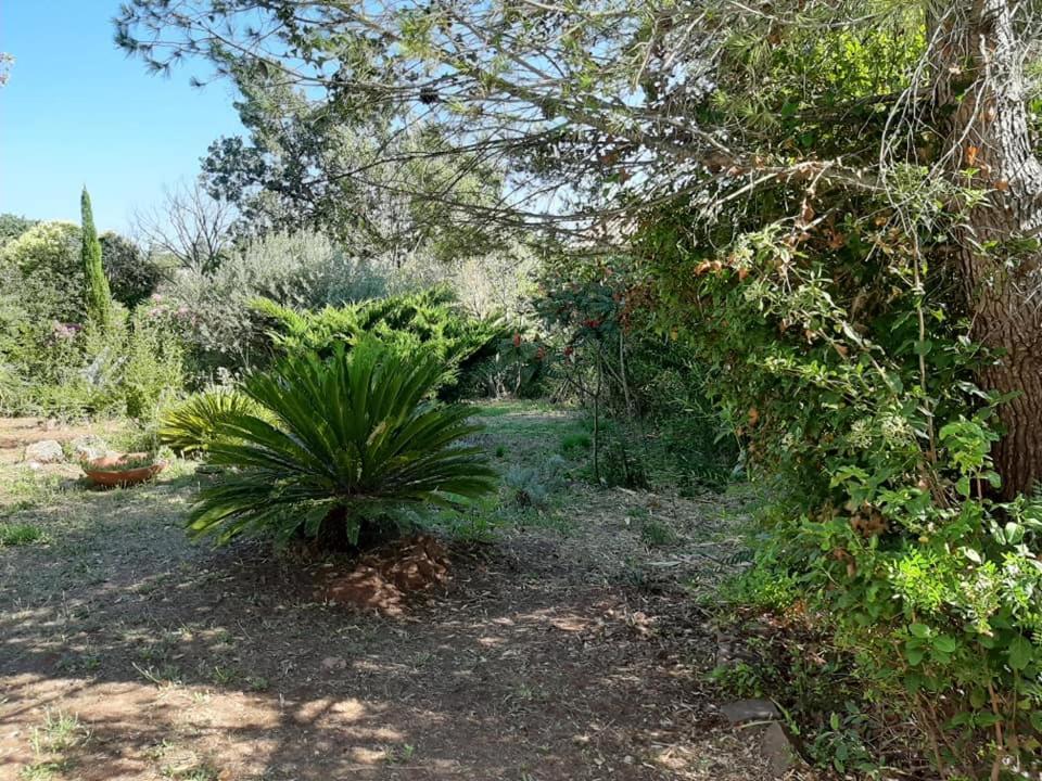 Mas Provencal Au Cannet Des Maures Le Cannet-des-Maures Eksteriør bilde